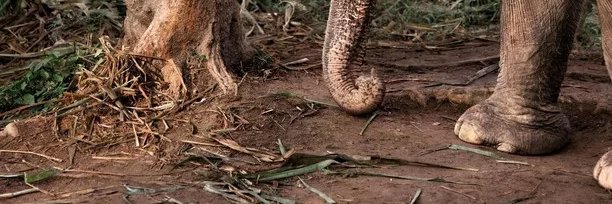 Pablo Nepomnaschy banner