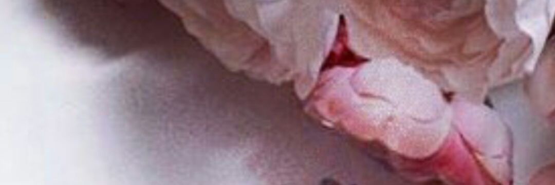 amlzhrt's profile banner image