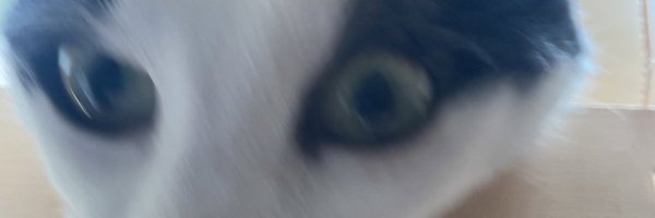 KittyCuckAsh Profile Banner
