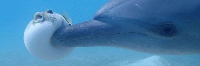 damemansan's profile banner image