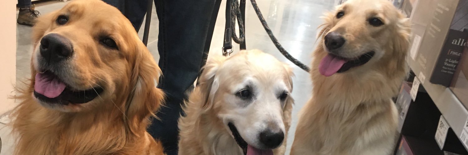 The Dogs of Lowes banner