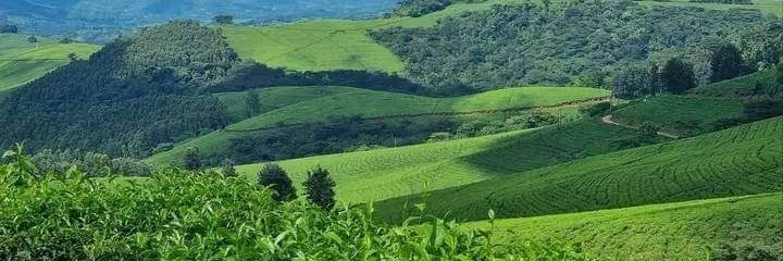 Green Shango Environment Trust banner