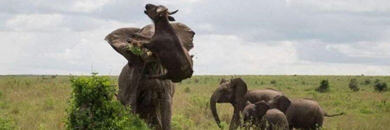 ダーク新井 banner