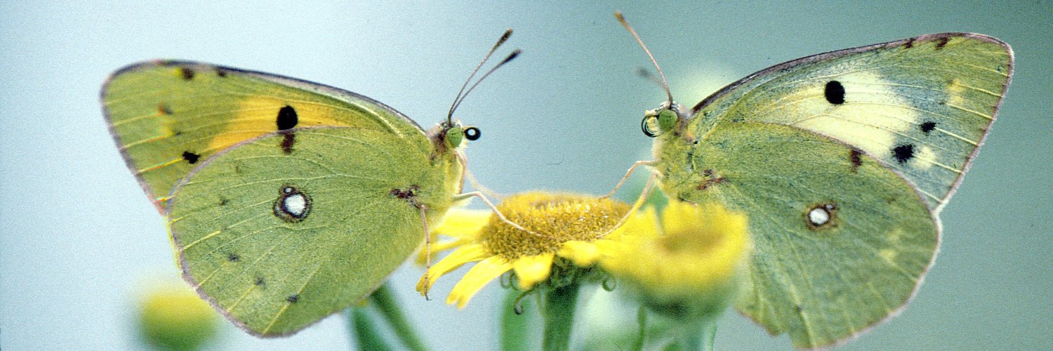 Butterfly Conservation Wales banner