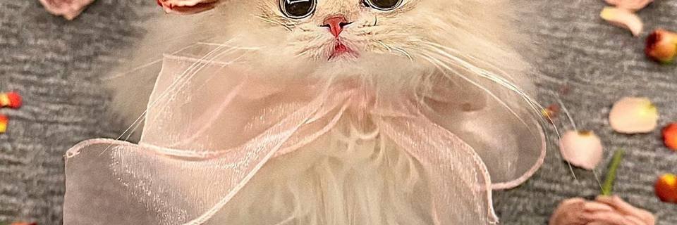 小喵优优 banner