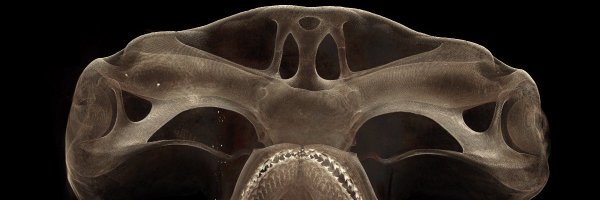 Curly_Biologist Profile Banner