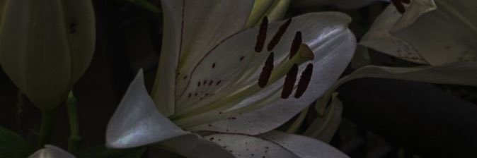 celia_mnr2's profile banner image