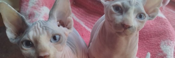 DragonOfLotus Profile Banner