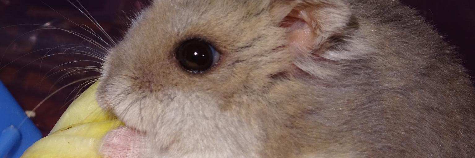 sigeasd's profile banner image