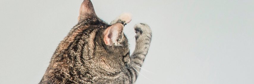 utakokko's profile banner image