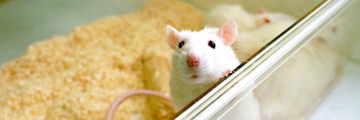 Institute of Animal Technology banner