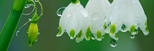 nunaalia's profile banner image
