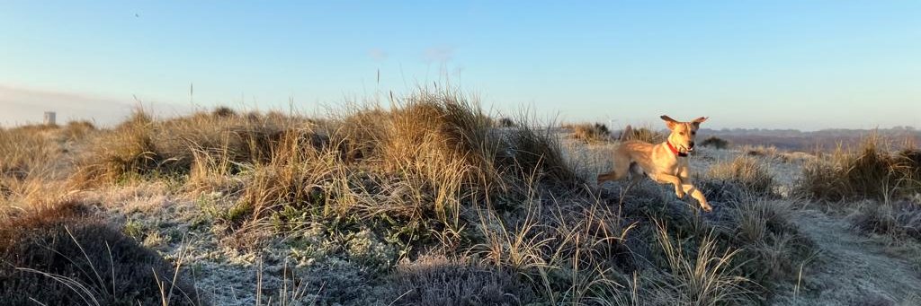 JustaScribbler banner