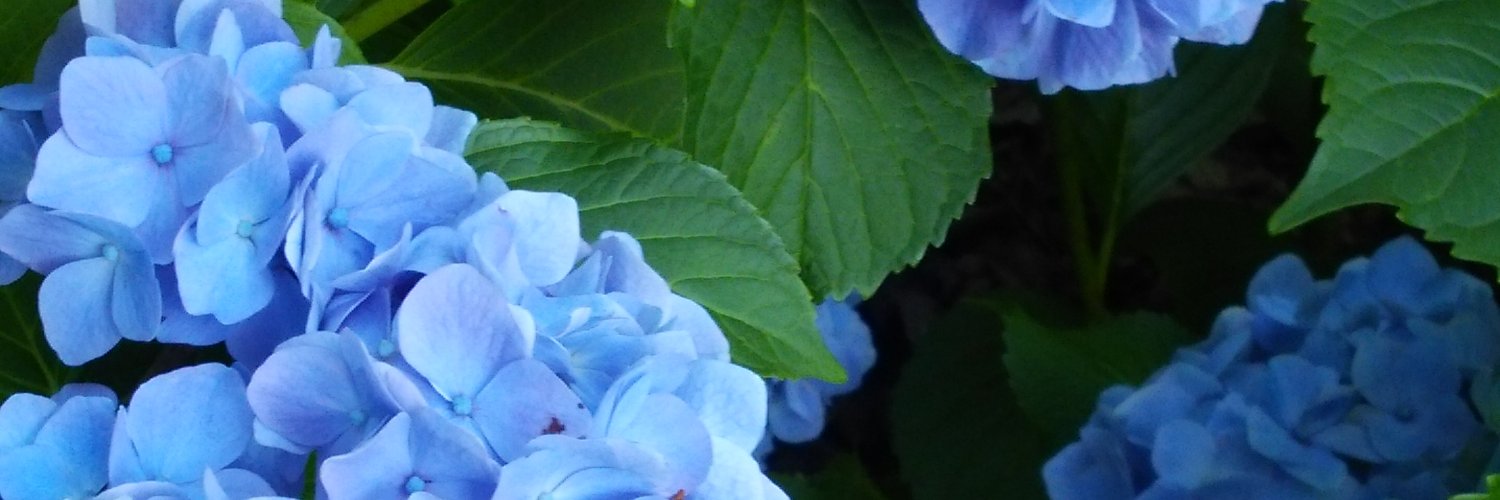 ちぃ@雑多 banner