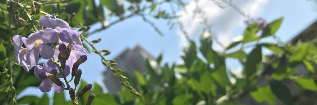 cottonparty2017's profile banner image
