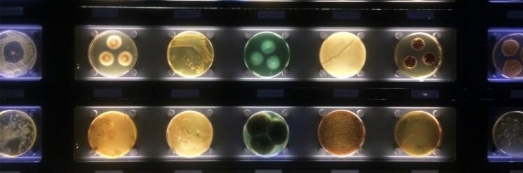 Ruia Microbiology Society banner