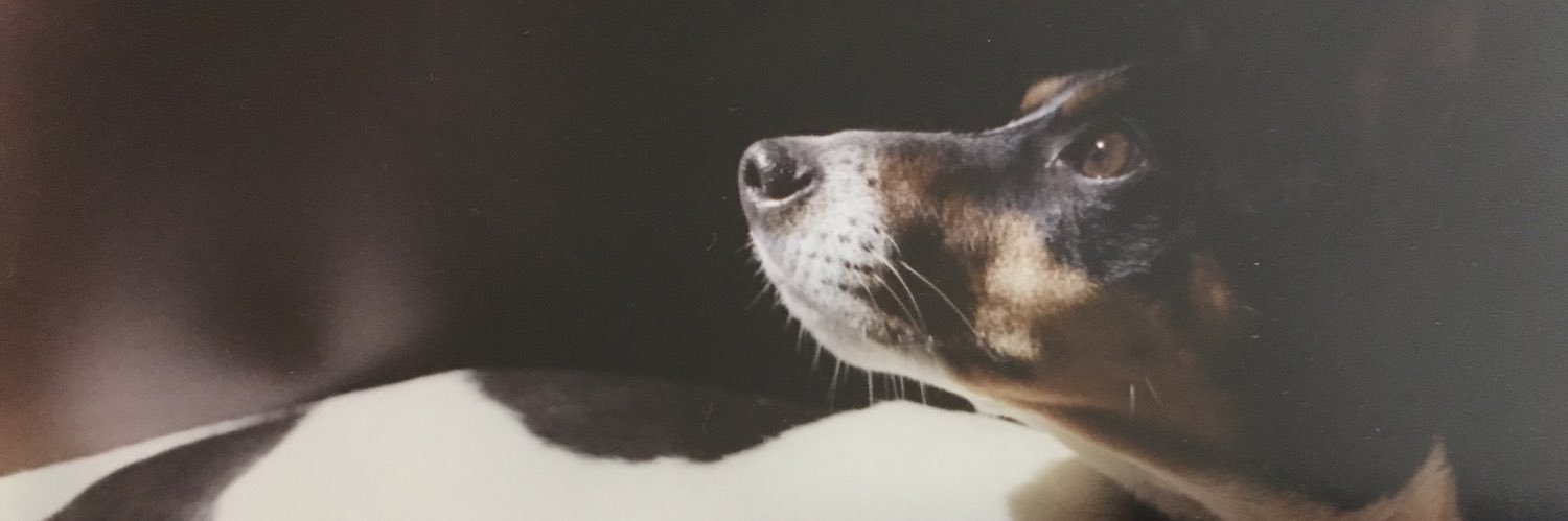 TGDidelphis's profile banner image