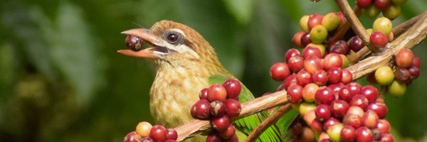 ForestBeans Profile Banner