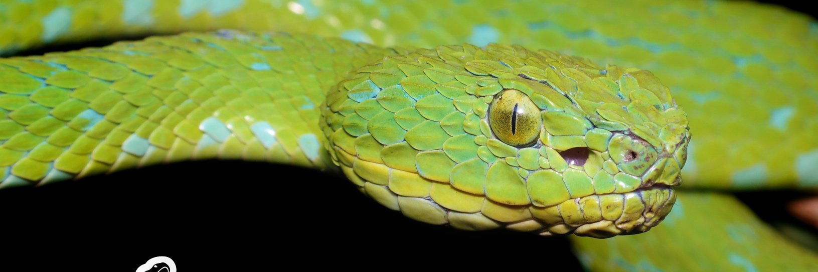 HERPMX's profile banner image