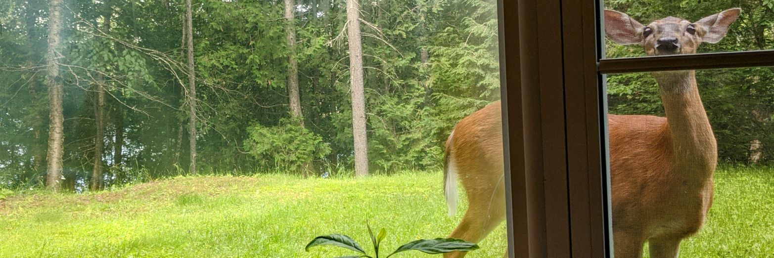 🏡 Melanie B Chartier 🎮 banner