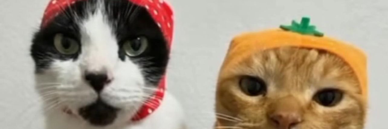 squidweed43's profile banner image