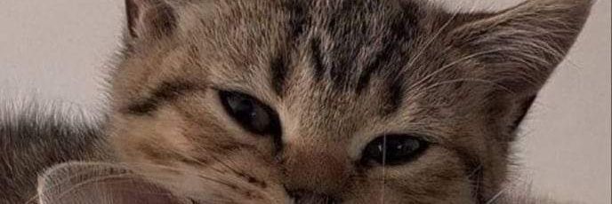 رنوه.🧚‍♀️ banner