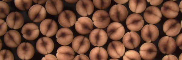 DavidRozema Profile Banner