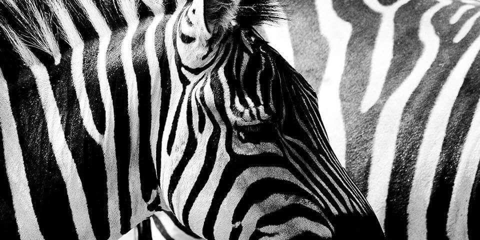 michellekurvers's profile banner image