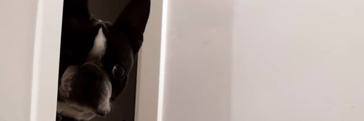 Zz_Lucia's profile banner image