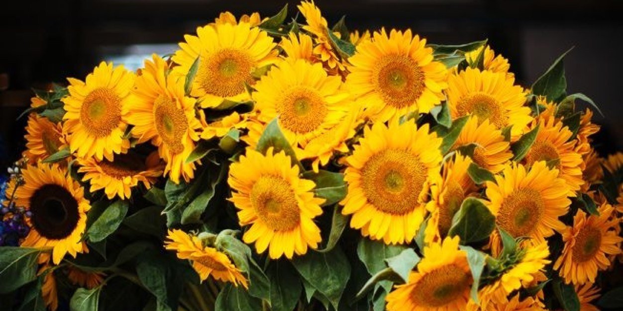 malia_coffman's profile banner image