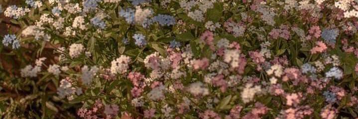 Shahd_ms1's profile banner image
