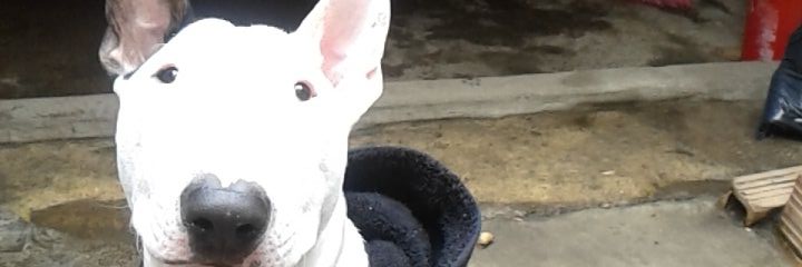 CherryInkGirl's profile banner image