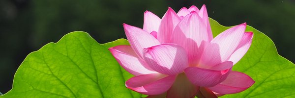 _daisylily Profile Banner