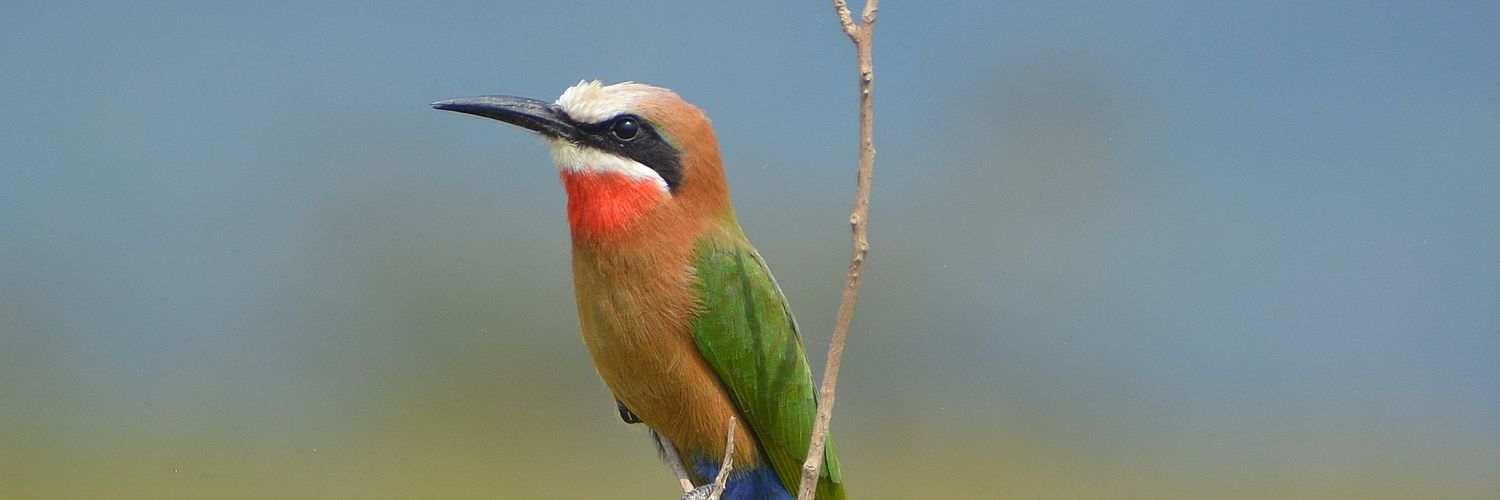 Birds Of Kenya 🇰🇪 banner