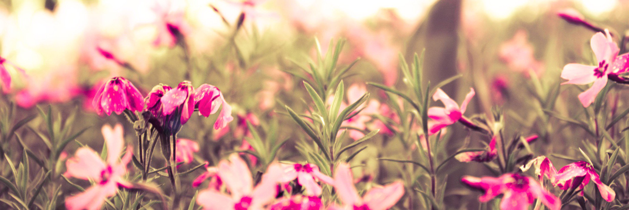 Maria Elena Valencia banner