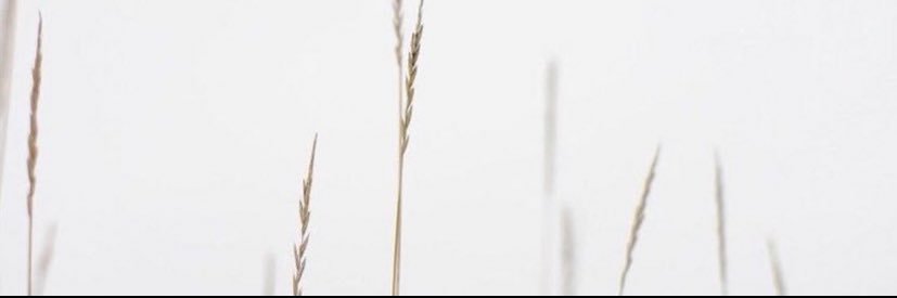 reylulince's profile banner image