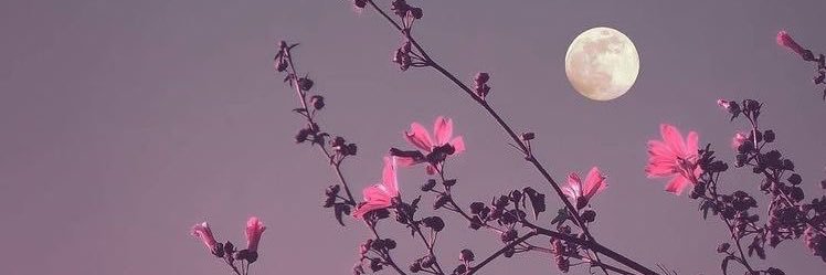 هُدى تُركي☆ banner