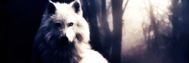 Yucarybane's profile banner image