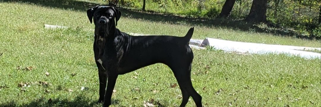 Splodz🇺🇲🧡🇮🇱 banner