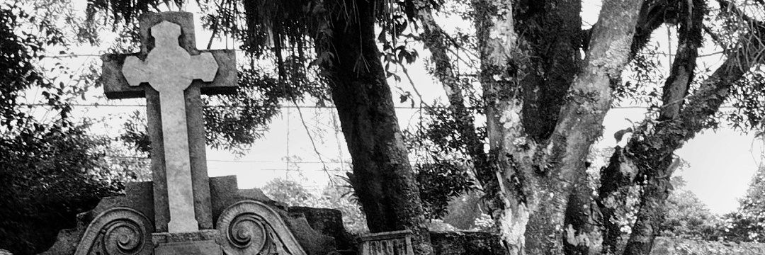 tigresa voadora gigante surreal banner