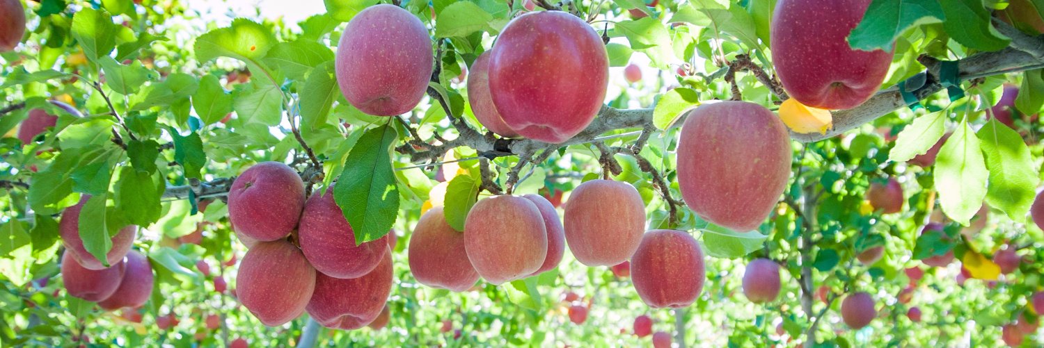 Manzanas Washington banner