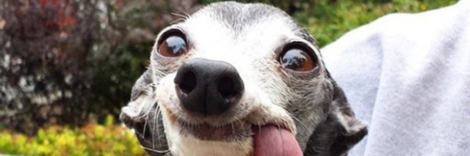 Jules Alves🍴 banner