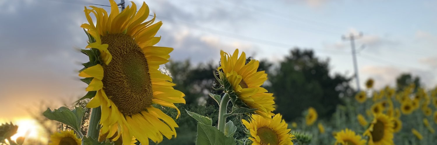 nesearslannn's profile banner image