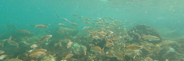 mf_maxwell Profile Banner