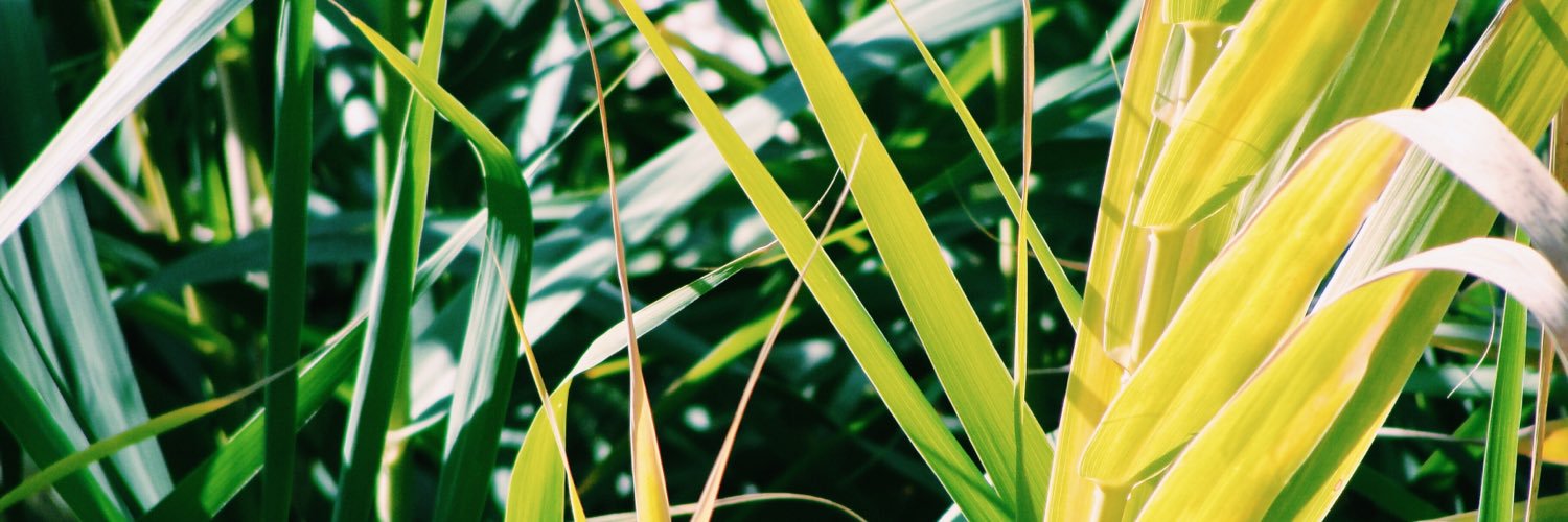 JalynNelson's profile banner image