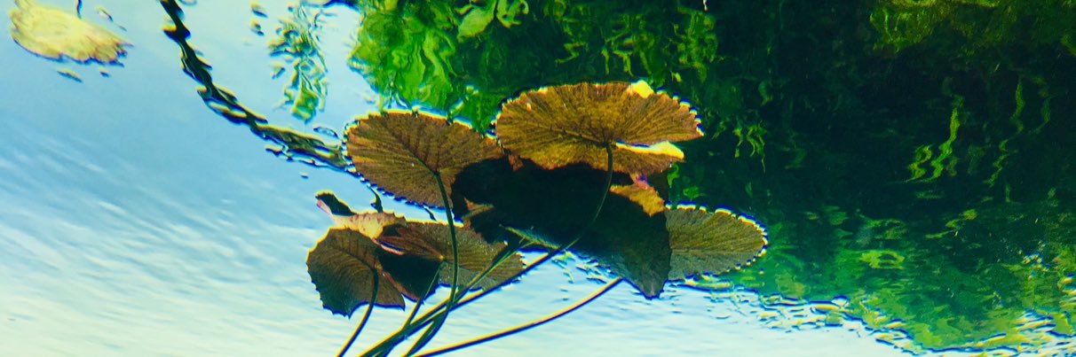 Host-Microbes-Diet Interactomics banner