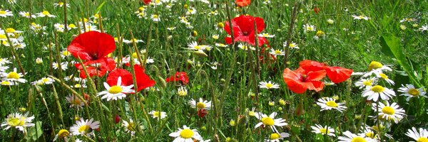 EyePeterborough Profile Banner