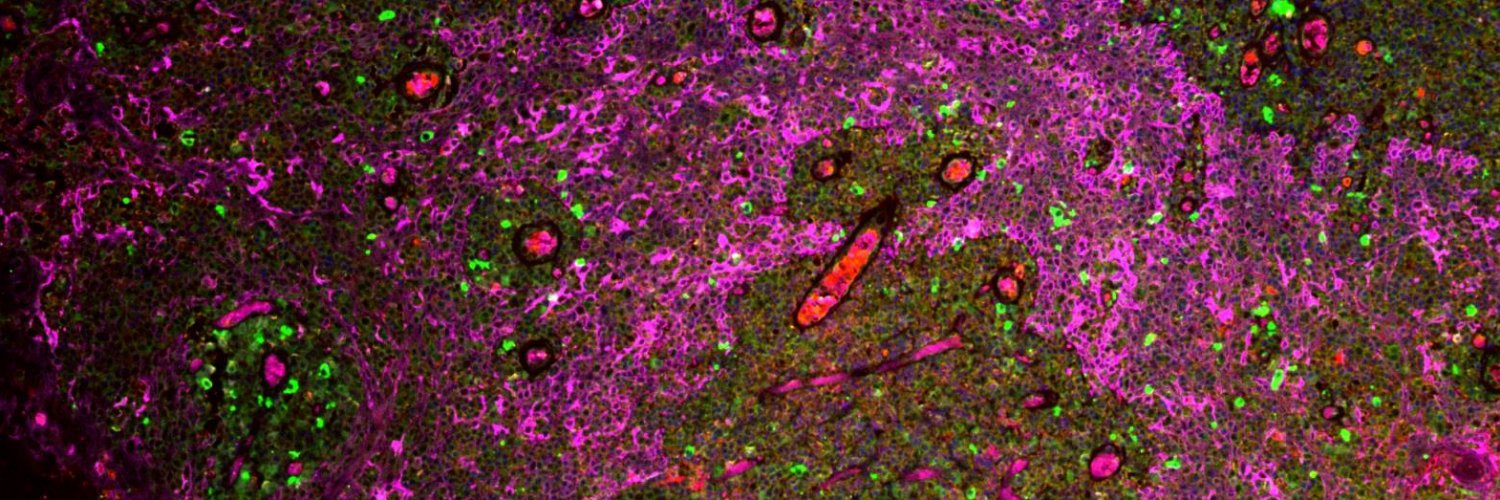 Roser Tachó Piñot banner