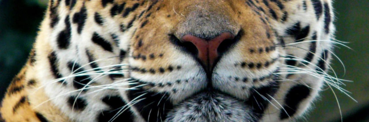 Min 🐆 banner