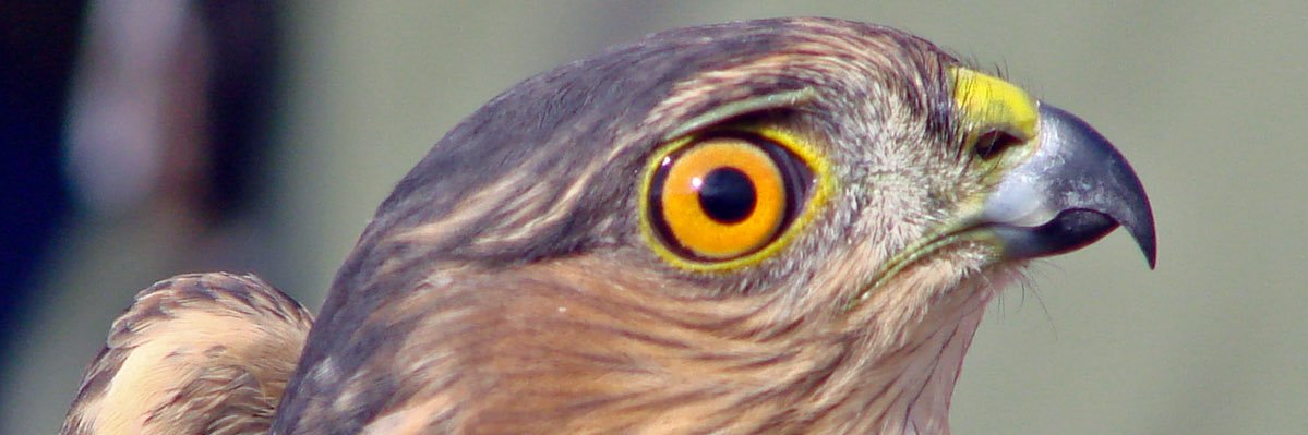 hawkthalmology's profile banner image